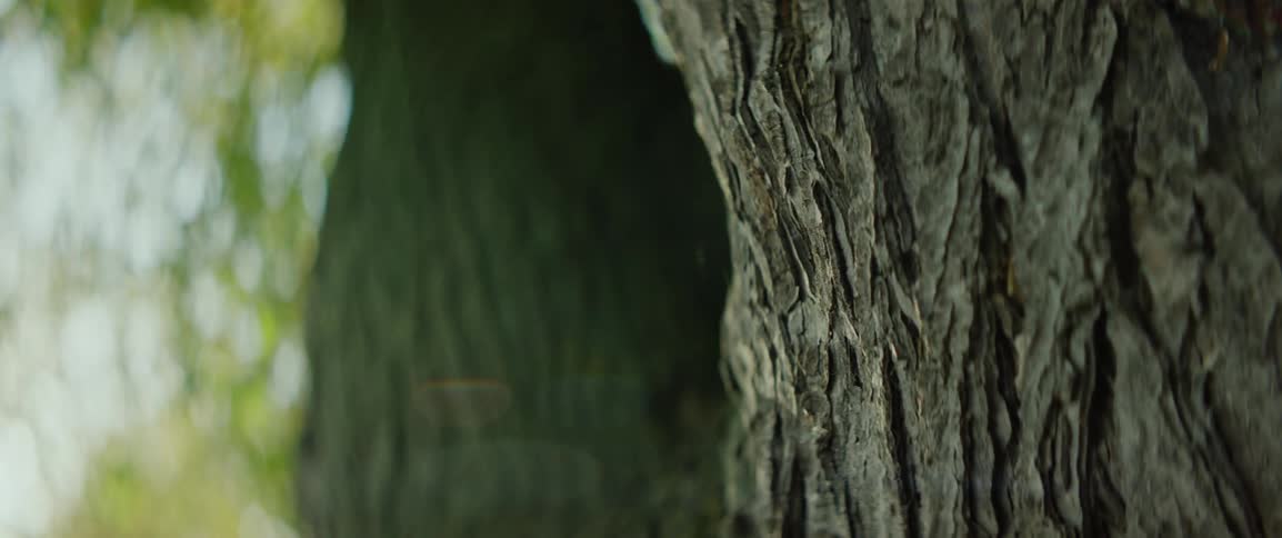 A close up of tree bark as the sun shines through on an autumn day