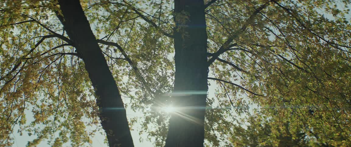 Fall colored leaves on a tree move in the breeze as the sun shines in the distance