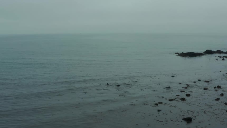 Waves roll over a whale stuck becoming beached in shallow water near the coastline