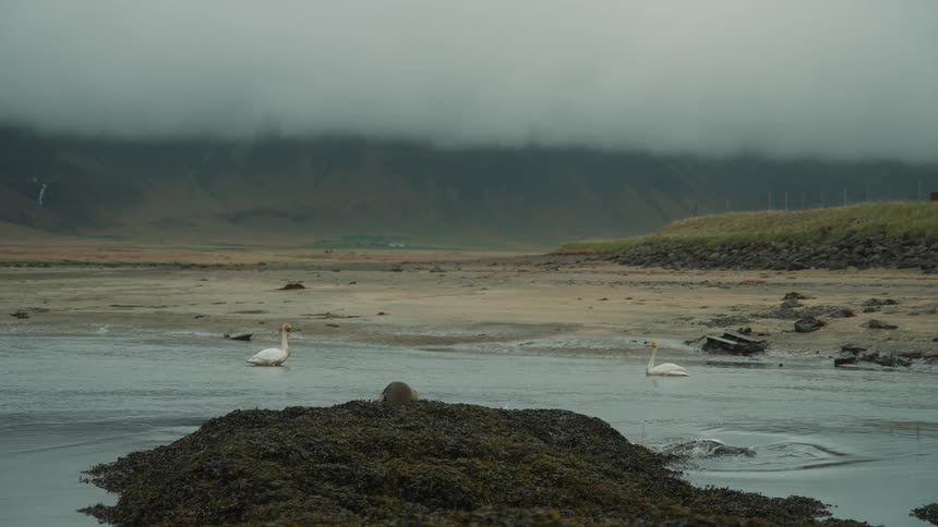 Swans and sea lions on the coast of a beach