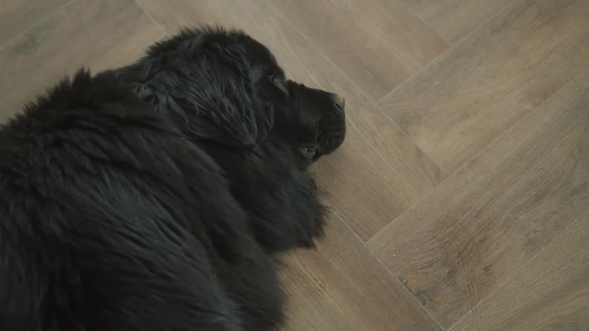 A clip of a black puppy on the floor