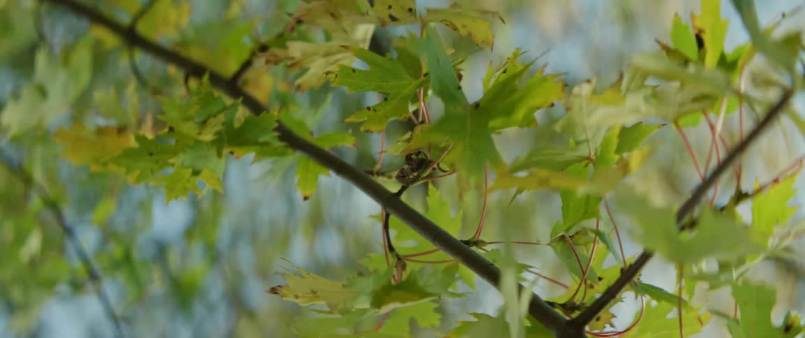 Leaves rustle in autumn as the wind blows through