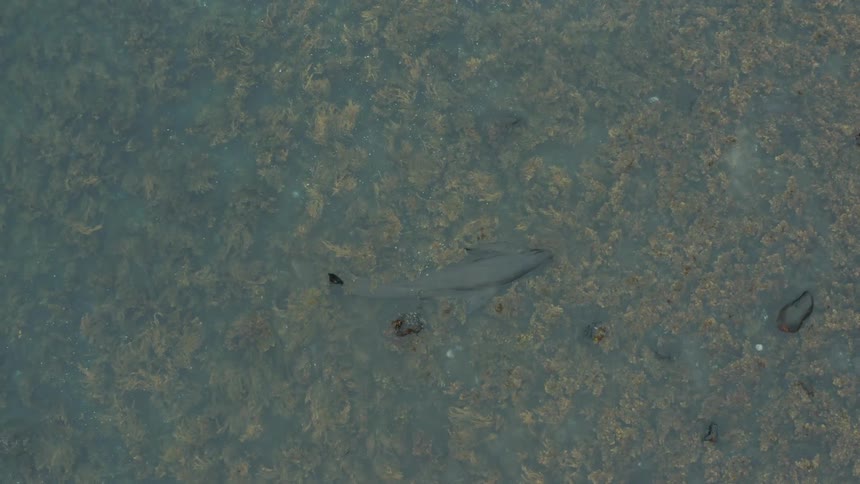 Waves rush over a flopping whale stuck in the shallows of the ocean from top view perspective