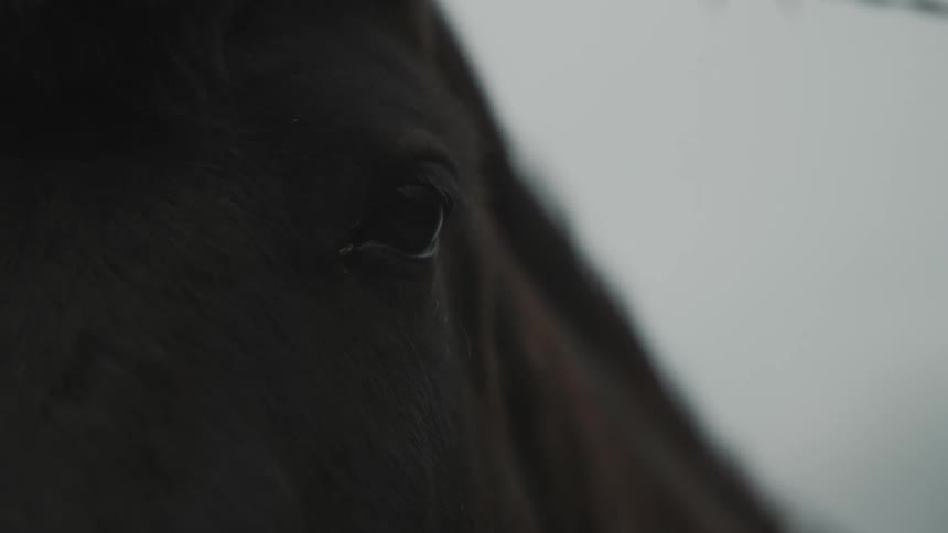 A dark brown horse stands outside on a cold and windy day