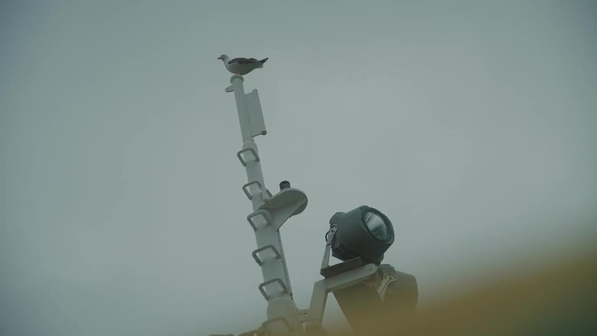 A seagull is perched on a white metal pole during the daytime