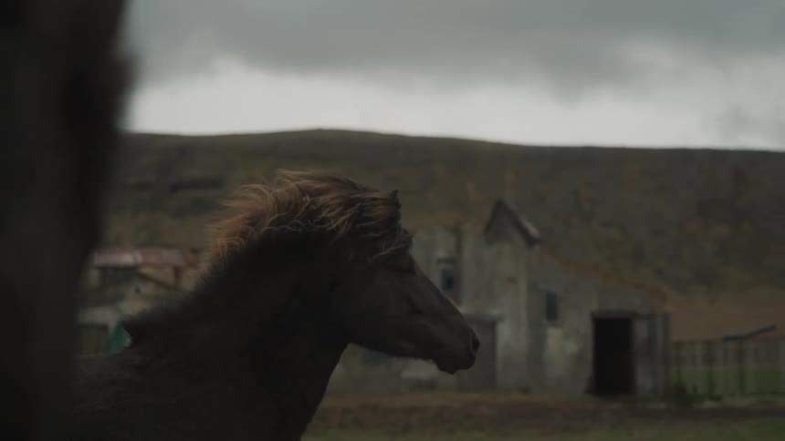 Storm clouds are over the horses