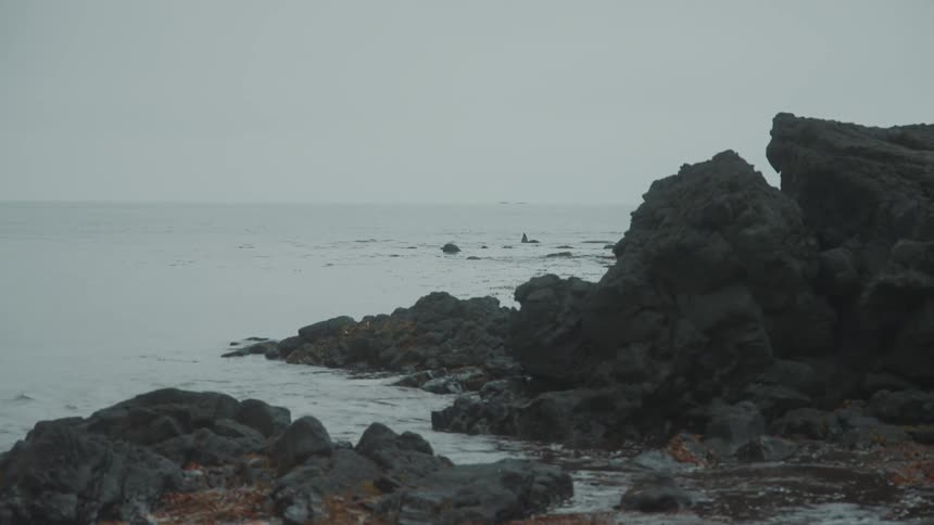 A whales tale moves out of the water on the shore