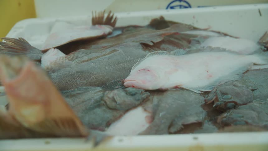 A collection of fresh fish laid out in a container