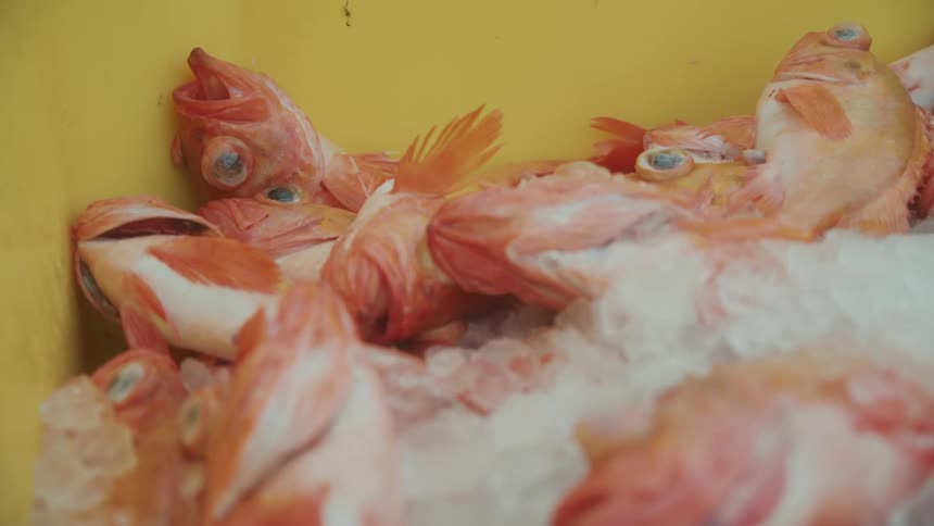 Fish covered in ice inside a freezer