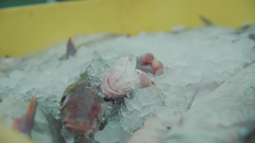 Dead fish on a pile of ice