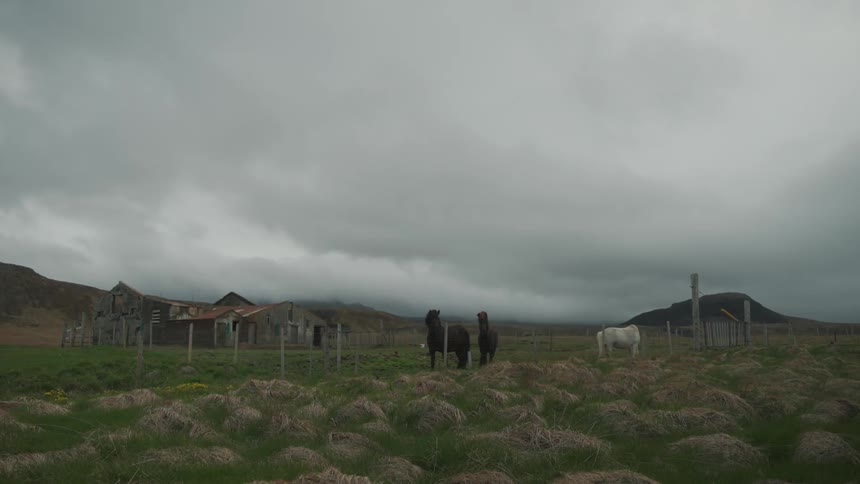 Horses grazing on the farm on a cloudy day