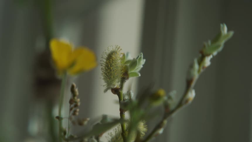 Flower bud blooming in the window of a house