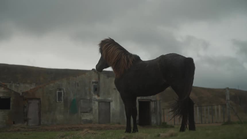 A large horse standing outside under a cloudy sky in front of old houses