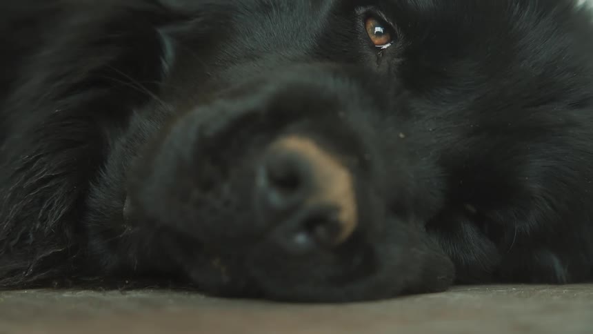 A blackhaired dog is lying on the ground with one eye open