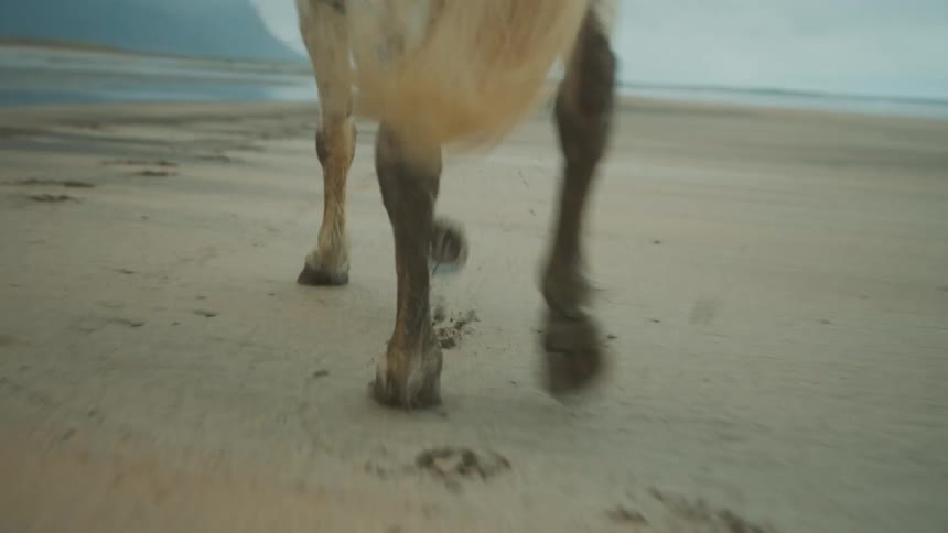 Close up of the legs of a horse on the sand beach