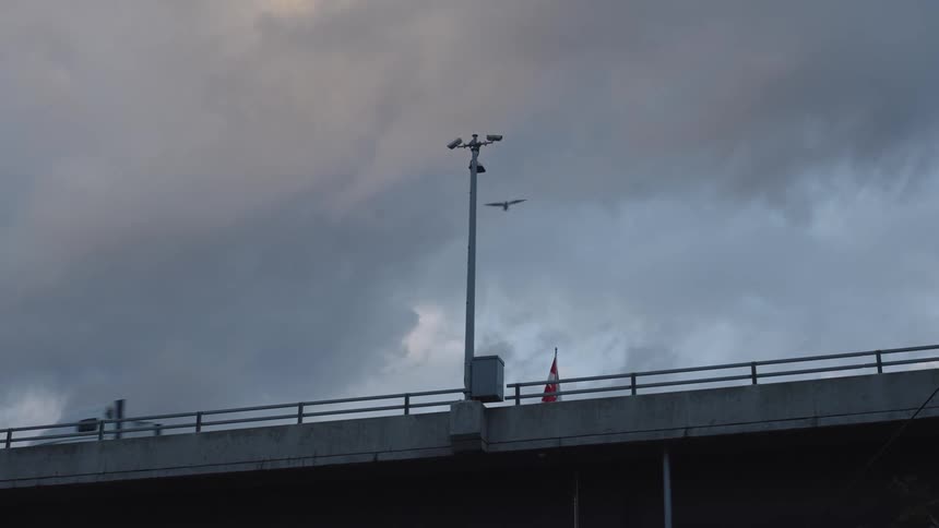 A bird flies over the driving truck