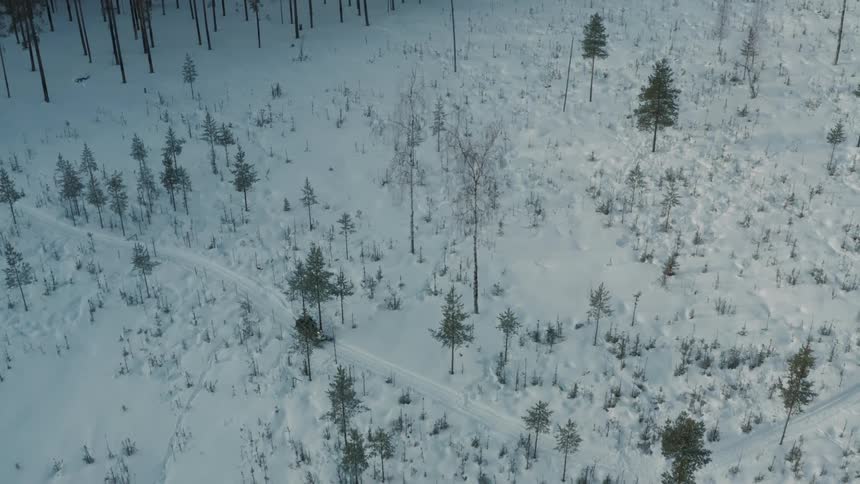 Aerial of a person on a snowmobile driving through the snowcovered forest