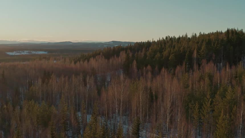Aerial view of a snowy forest