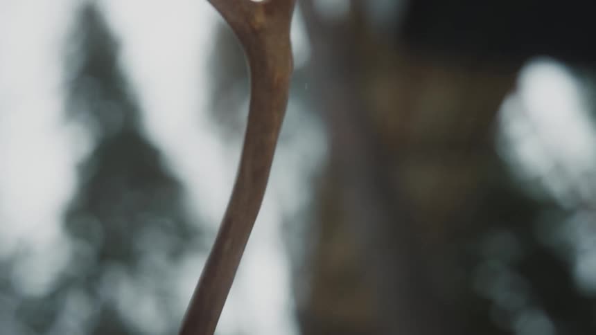 A horn of an animal outdoors