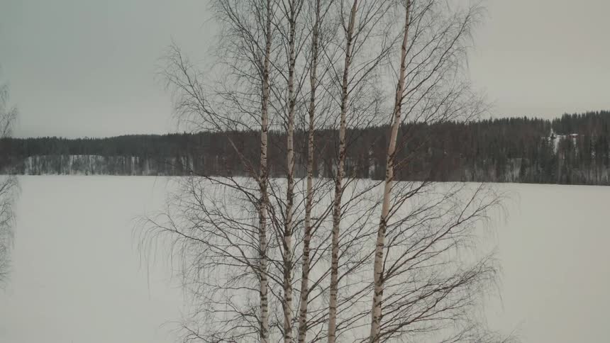 Panorama of a snowy ground with forested trees around on a cloudy day