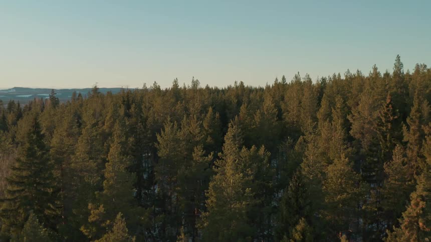 Aerial panorama of a forest with conifers under the snowcovered mountains