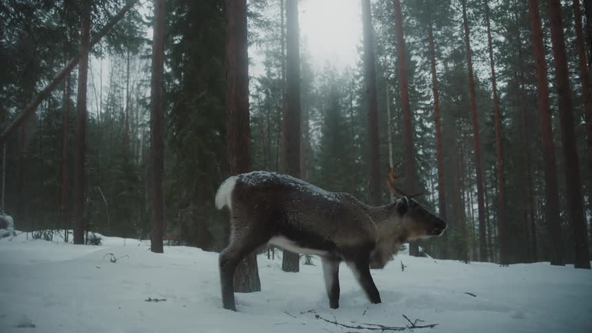 Elk walking on the snow in the forest