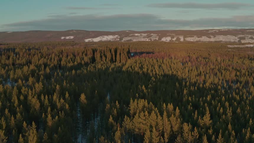 The landscape is full of trees