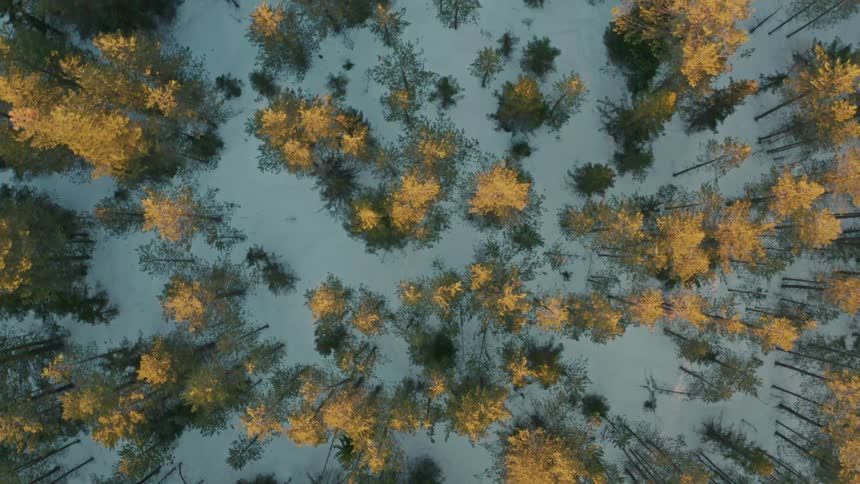 A forest with yellow and green trees seen from above