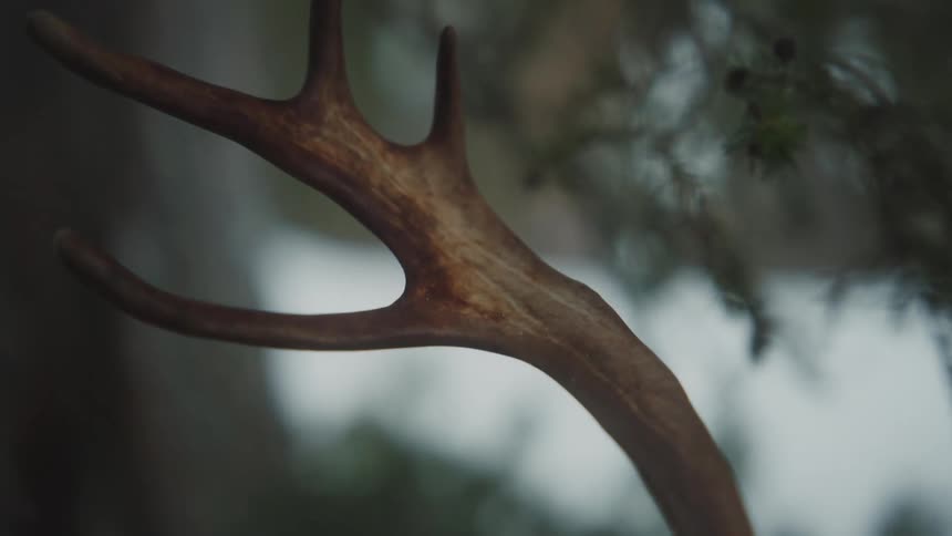 Closeup of an elk antler in the forest during a blizzard