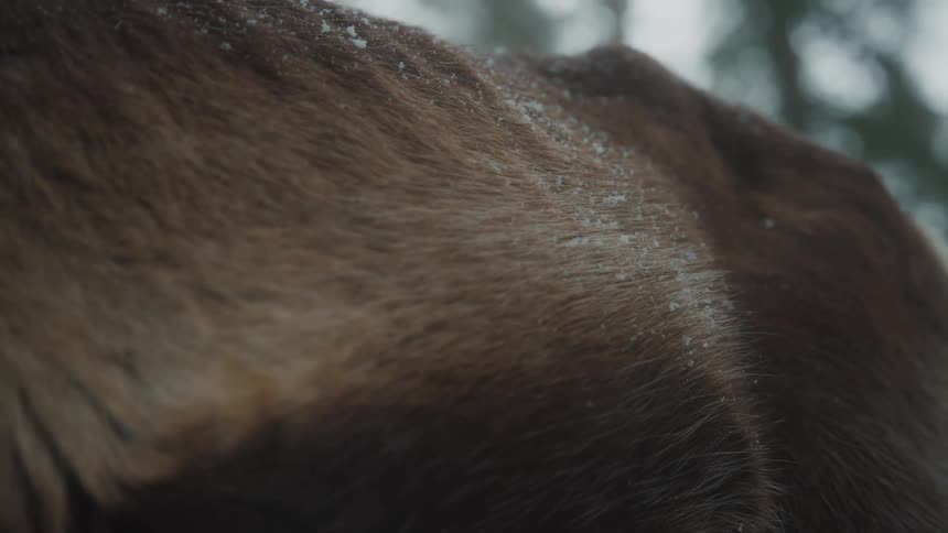 Closeup of an animals brown fur during a blizzard