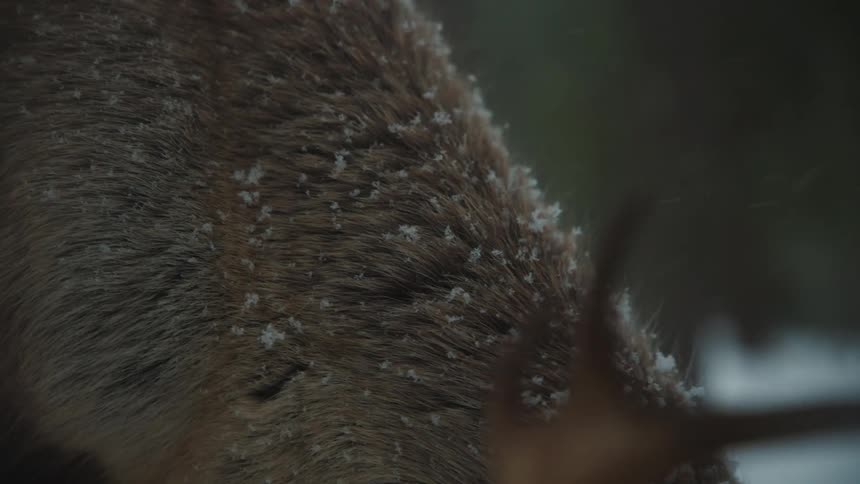 An elk grazing during a blizzard in the forest