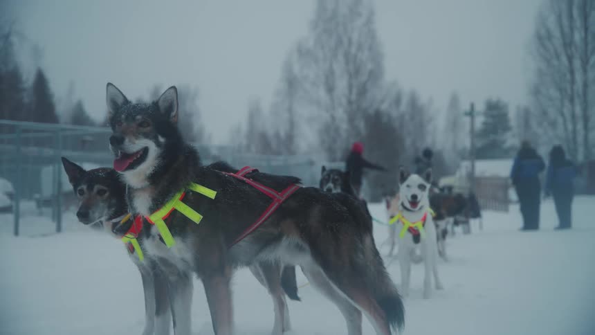 Dogs about to pull a sled during a blizzard