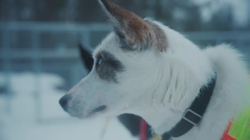 Two dogs stand in the snow