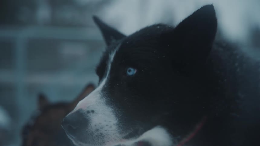 Dogs outdoors during a blizzard