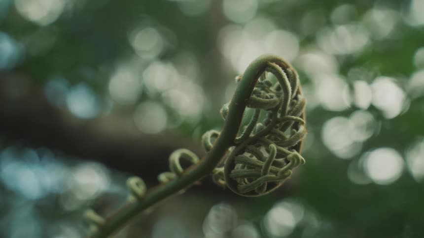 Closeup of a branch of a plant
