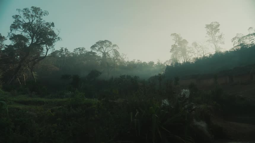 The forest is full of fog