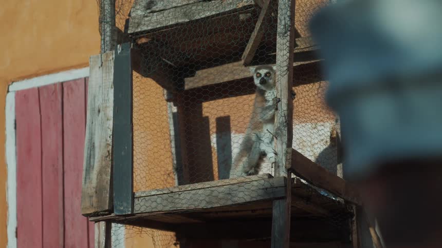 A lemur in a wooden cage walking and climbing