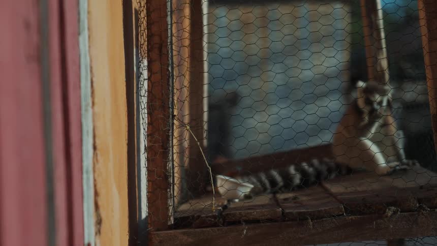 A lemur eating in a cage