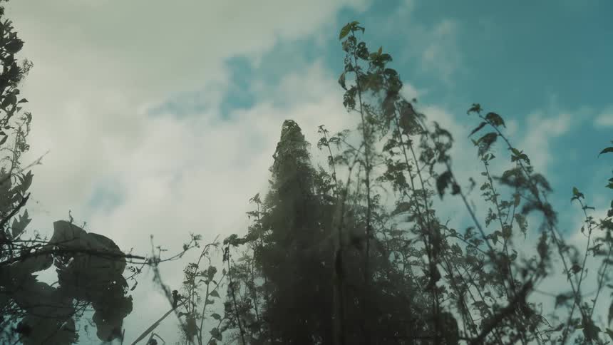 A tree towers over smaller plants under a cloudy sky