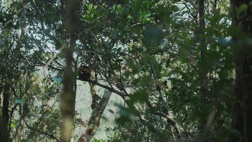 Red lemur resting on a branch in a tropical forest