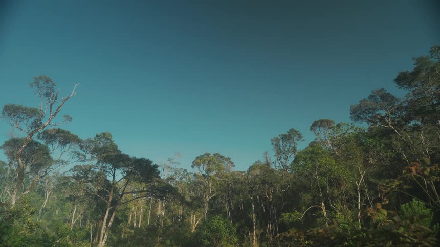 Landscape of a green forest and blue sky