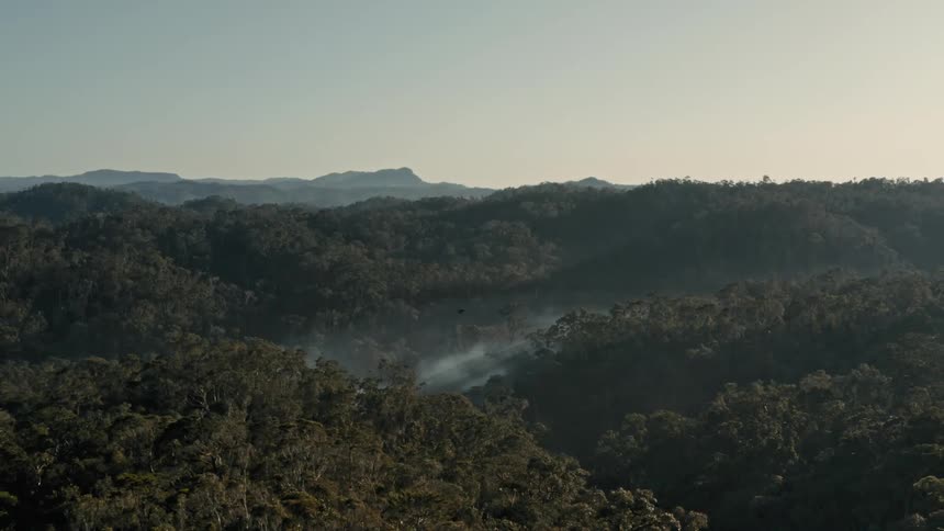 An aerial clip of the forest