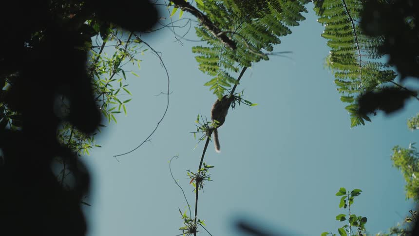 A lemur is climbing a tree branch