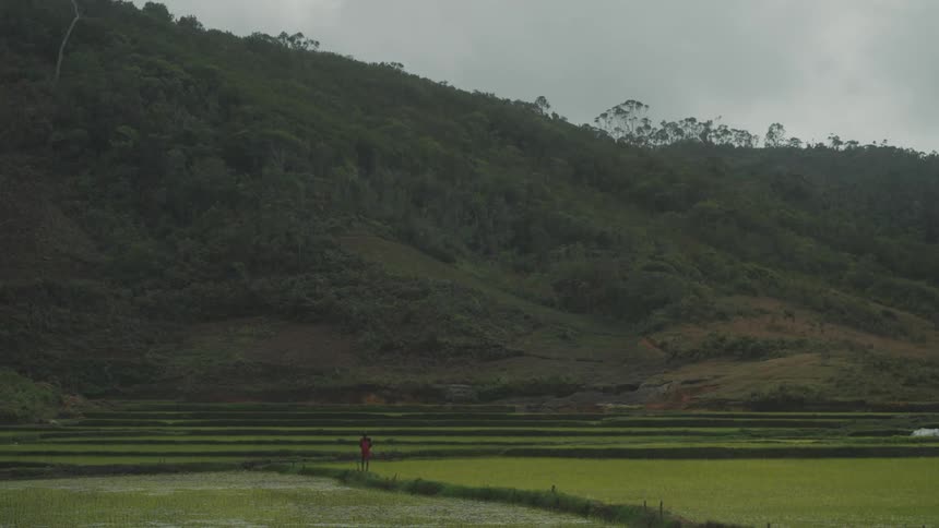 Man walking in the midst of a rice field