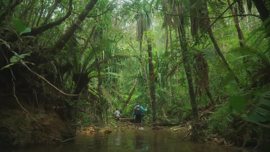 People walk through the rainforest during the day