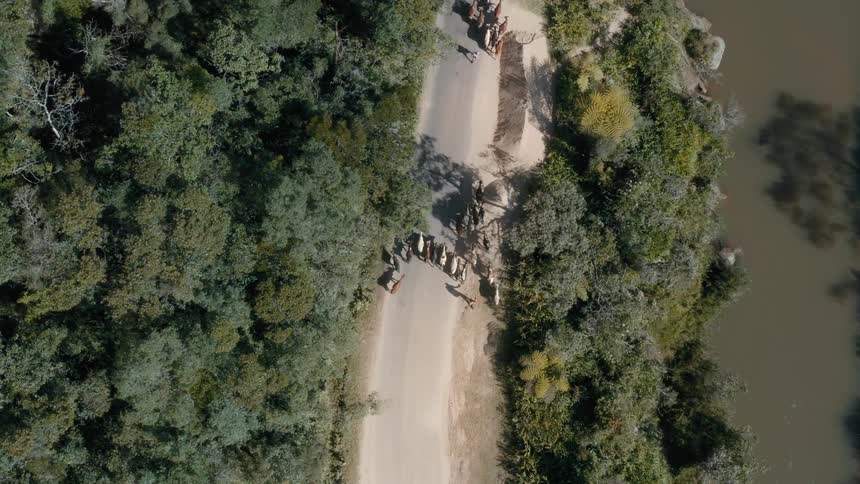 A herd of animals walking on the road near the river