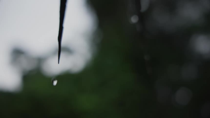 A close up clip of a water droplet from a plant