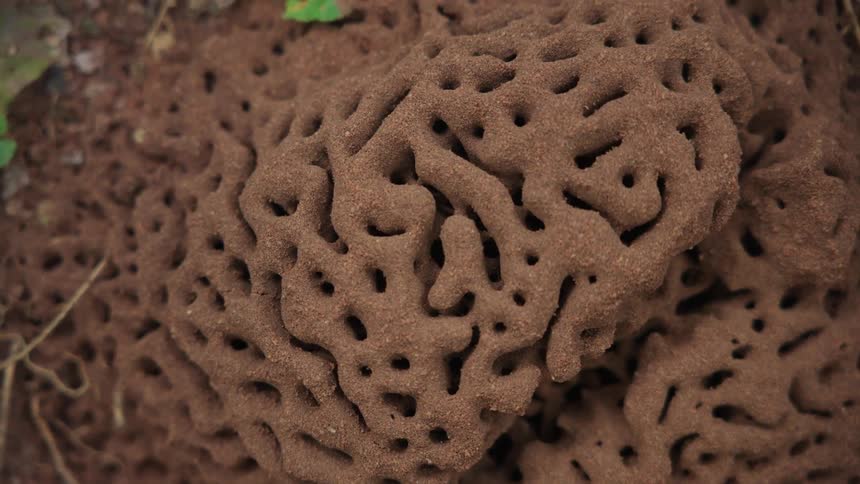 Closeup of an anthill on the ground