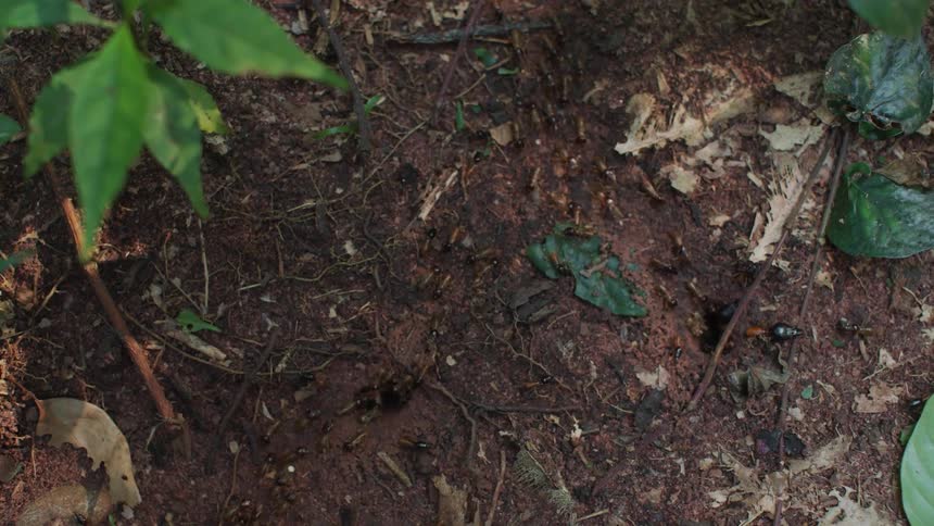 Ants enter the forest anthill