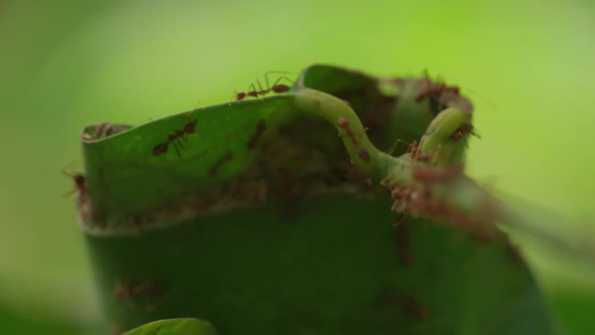 Ants walk all over the leaf